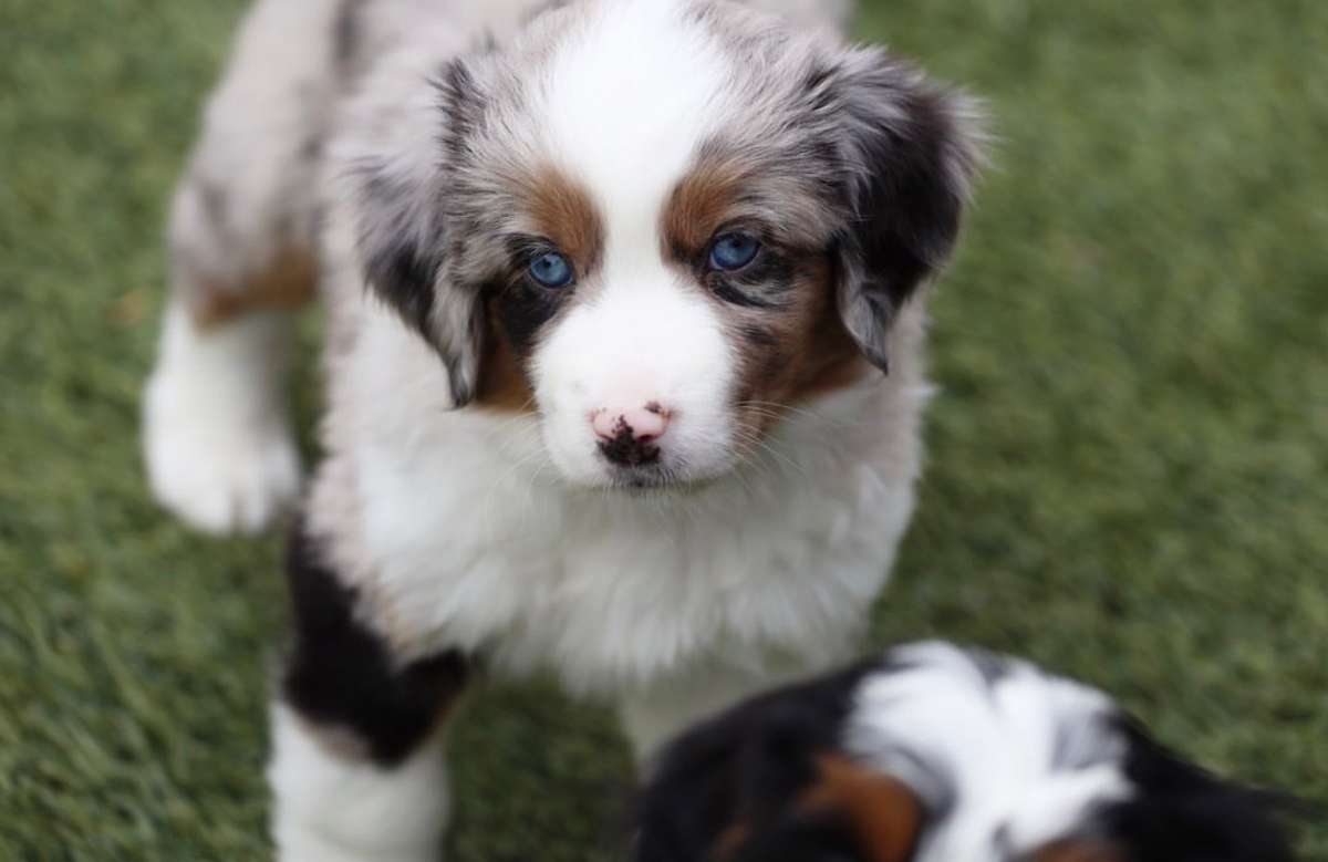 Our Puppies Our Puppies